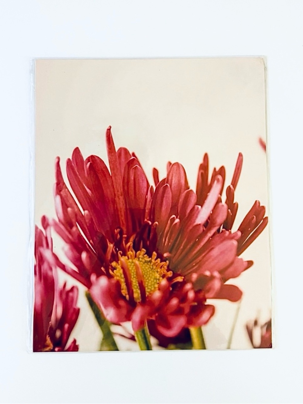 8x10 Coral Mum Flower Print